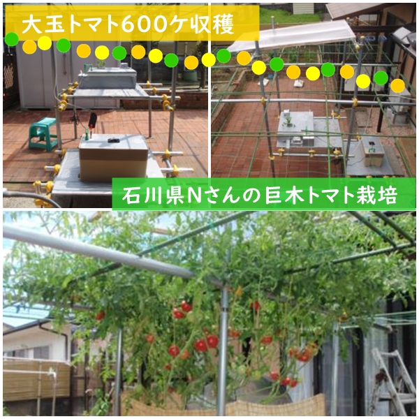 石川県Ｎさんの巨木トマト栽培事例600ヶ収穫