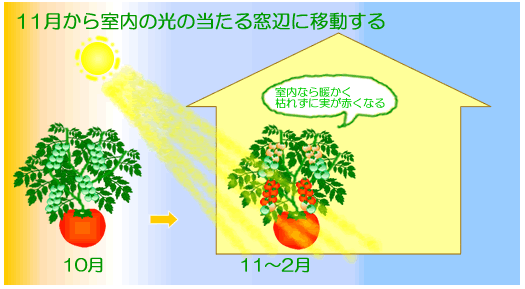 水耕栽培Ｑ＆Ａブログ176