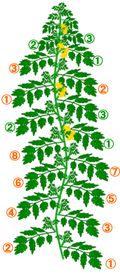 水耕栽培Ｑ＆Ａブログ201