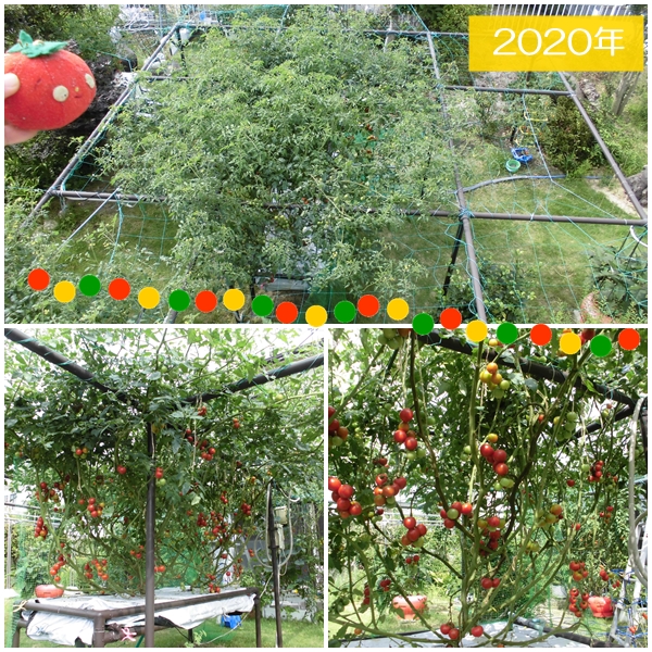 巨木トマト2020年栽培事例