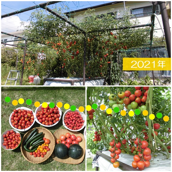 巨木トマト2021年栽培事例