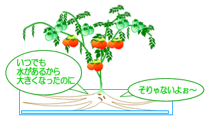 水耕栽培Ｑ＆Ａブログ209
