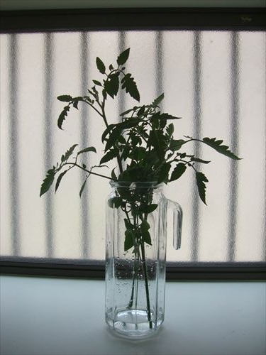 水耕栽培Ｑ＆Ａブログ255