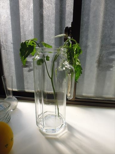 水耕栽培Ｑ＆Ａブログ261