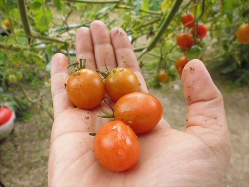 水耕栽培Ｑ＆Ａブログ271