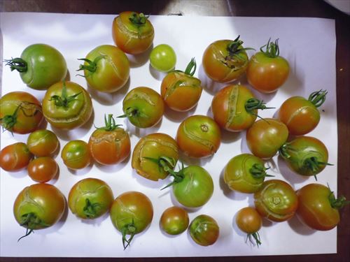 水耕栽培Ｑ＆Ａブログ309