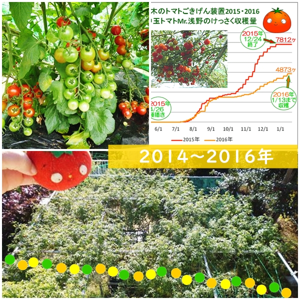 巨木トマト2014・15・16年栽培事例