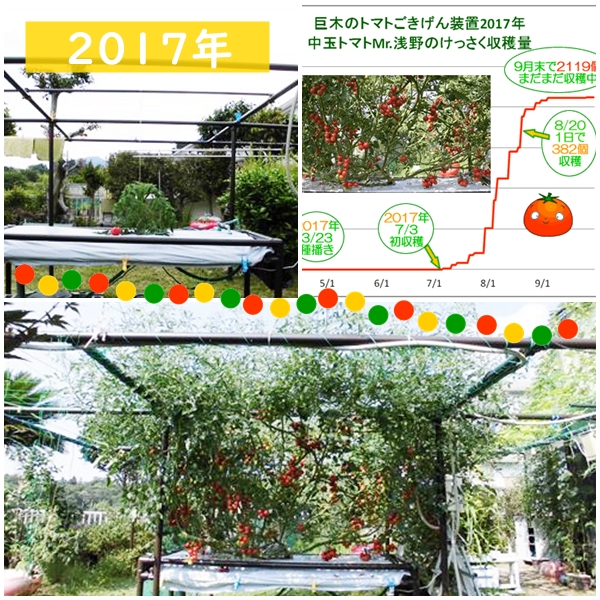 巨木トマト2017年栽培事例