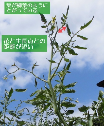 水耕栽培Ｑ＆Ａブログ336