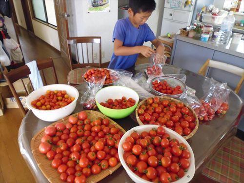 水耕栽培Ｑ＆Ａブログ344