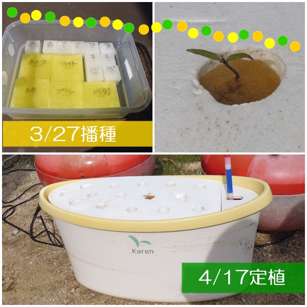 水耕栽培Ｑ＆Ａブログ367