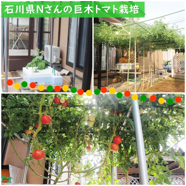 石川県Ｎさんの巨木トマト栽培事例