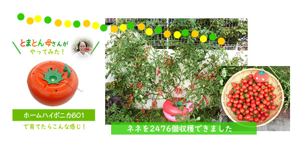 ホームハイポニカ601型でネネを育てたら