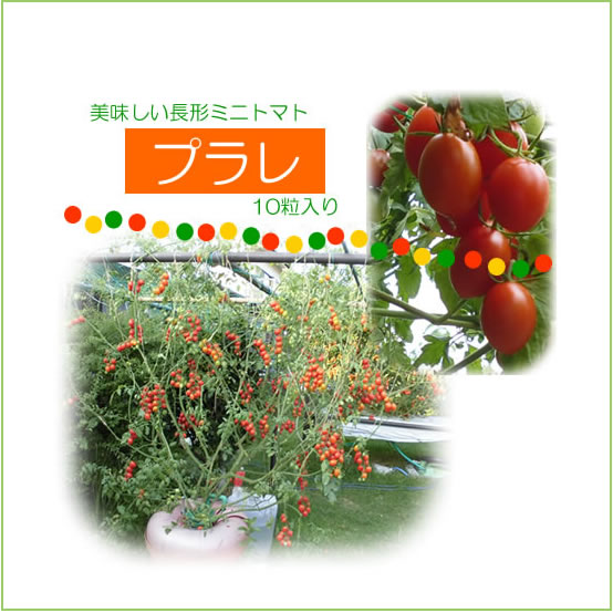 おすすめのミニトマトの種　プラレ