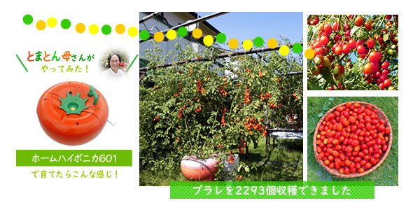 ホームハイポニカ601型でプラレを育てたら