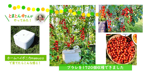 ホームハイポニカMASUCOでプラレを育てたら