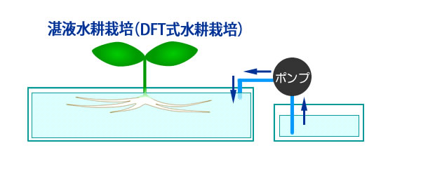 DFT水耕栽培模式図