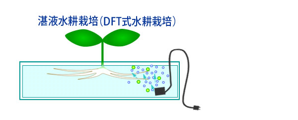 DFT水耕栽培模式図