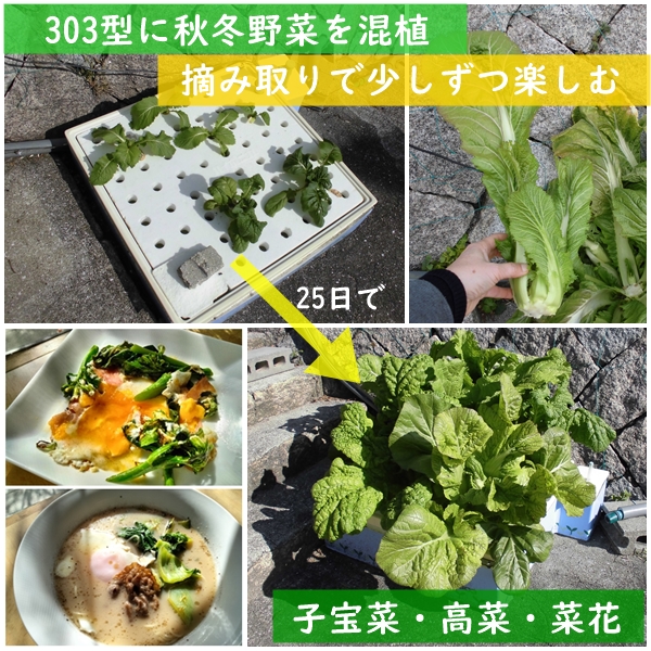 ホームハイポニカ303型葉野菜栽培事例