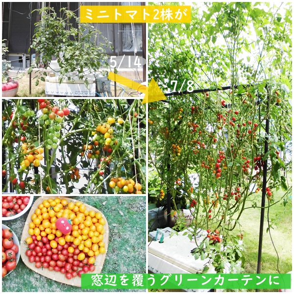 水耕栽培ミニトマト303栽培事例