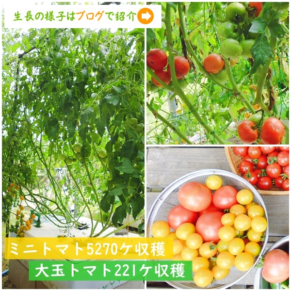 水耕栽培ミニトマト栽培事例