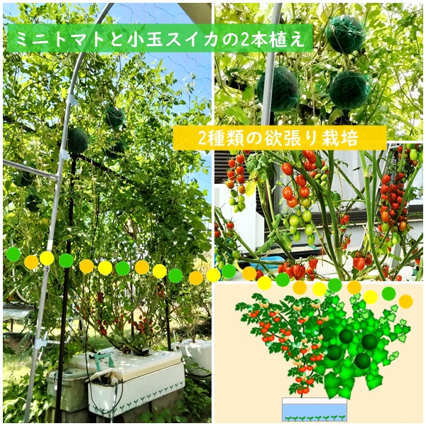 ホームハイポニカ303型ミニトマト小玉スイカ栽培事例