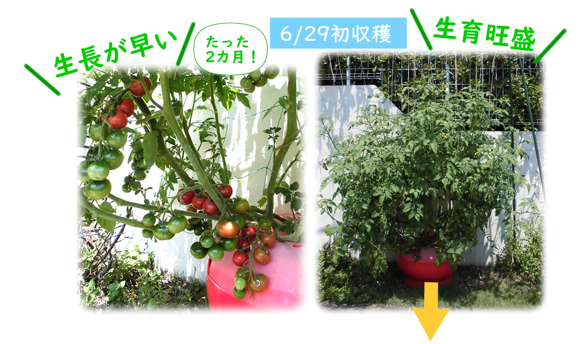 ミニトマトの水耕栽培