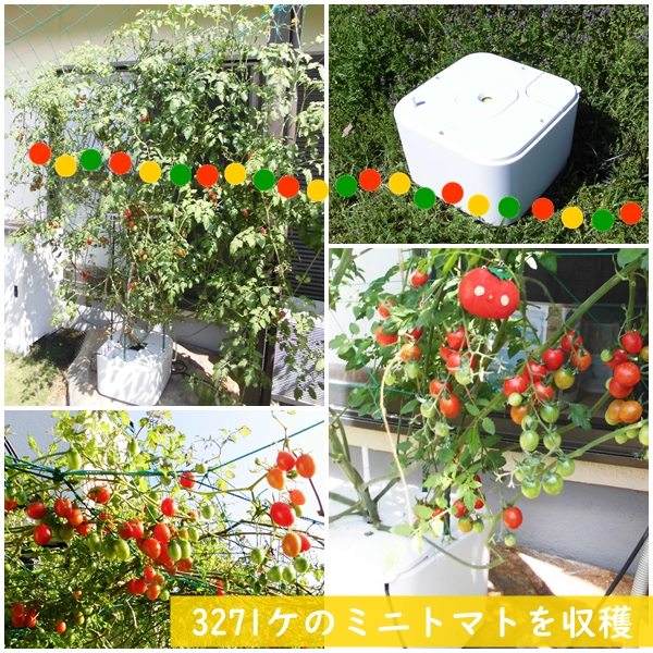 ホームハイポニカMASUCOマスコミニトマト栽培事例