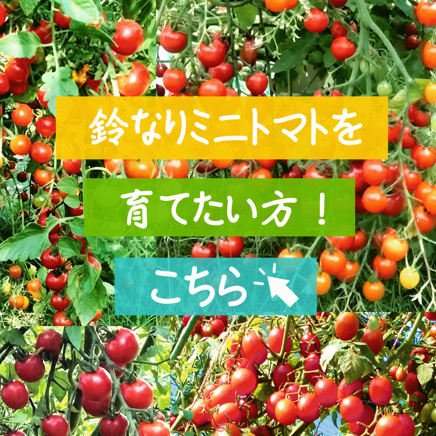鈴なりミニトマトを育ててみたい方はこちら