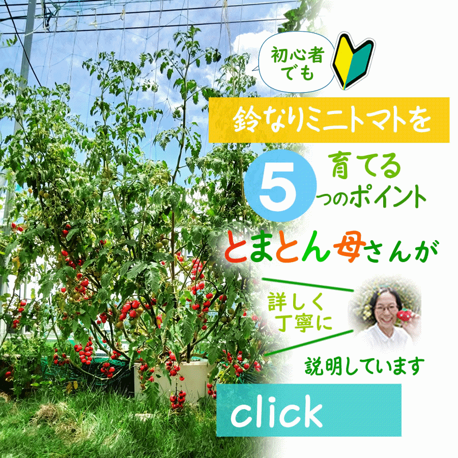 鈴なりミニトマトを育ててみたい方はこちらとまとん母さんが解説