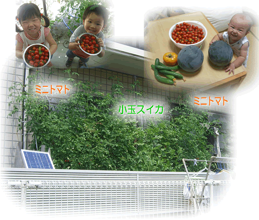 小玉スイカとミニトマトの栽培事例