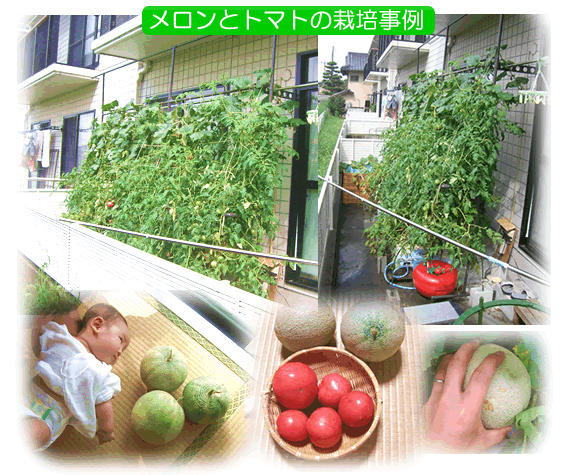 メロンとトマトの栽培事例