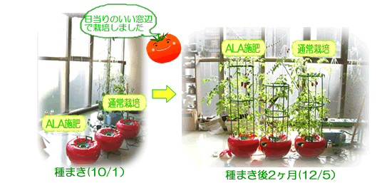 ペンタガーデン使用ミニトマト室内栽培