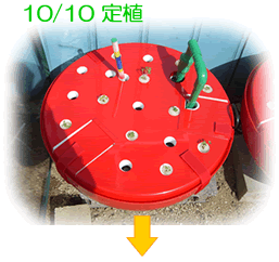 ホームハイポニカ601型果菜ちゃん葉野菜栽培事例