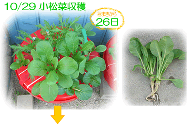 ホームハイポニカ601型果菜ちゃん葉野菜栽培事例