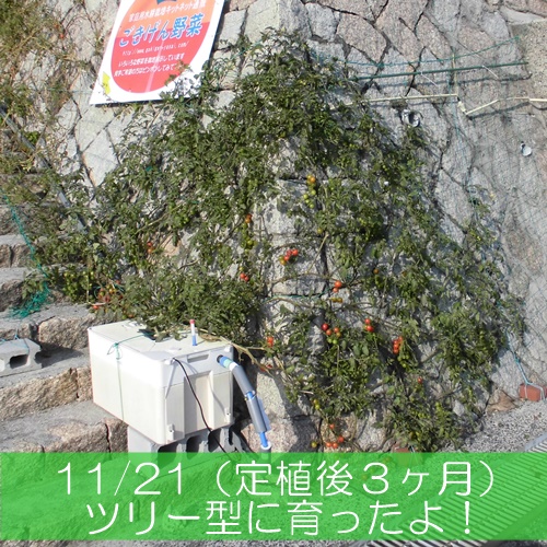 ミニトマトのクリスマスツリー水耕栽培