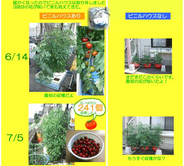 水耕栽培ミニトマトのビニルハウス早期栽培5