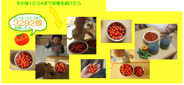 水耕栽培ミニトマトのビニルハウス早期栽培7