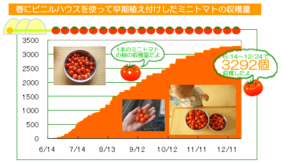 水耕栽培ミニトマトのビニルハウス早期栽培8