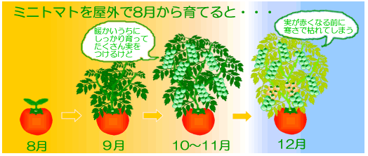ミニトマトを8月から屋外で栽培した場合