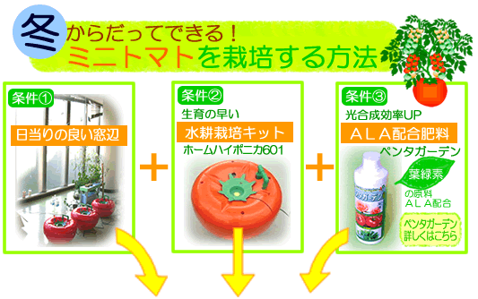 ミニトマトを秋から栽培する3条件