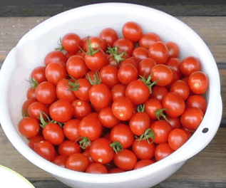 長形ミニトマトの種プラレ