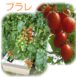 長形ミニトマトの種プラレ
